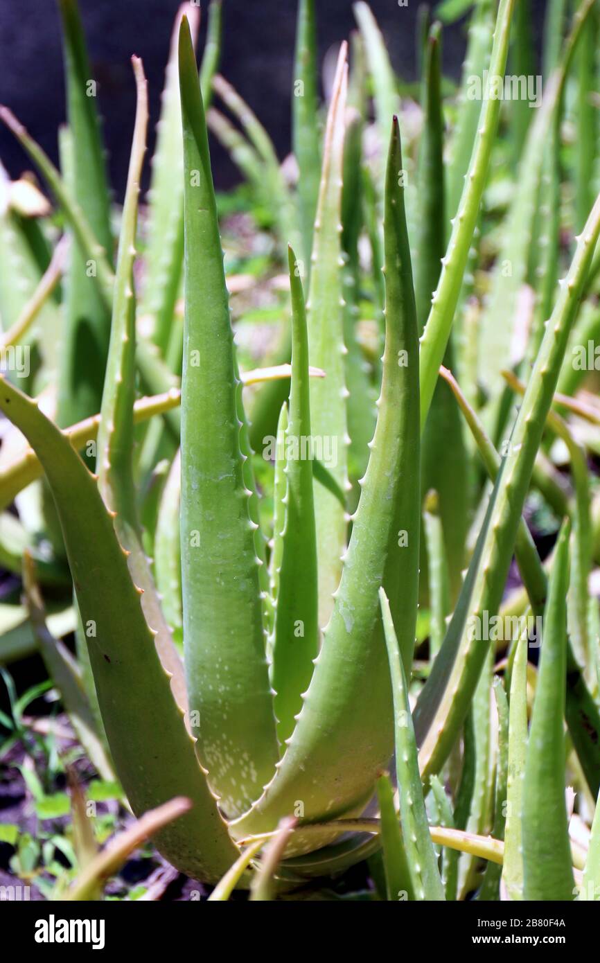 aloe vera Garten, Plantage Aloe vera Farm Hintergrund, Aloe vera Kosmetik  Inhaltsstoffe mit Substanz Gelatins aus Aloe Bltter natrliches Kraut fr  Th Stockfotografie - Alamy