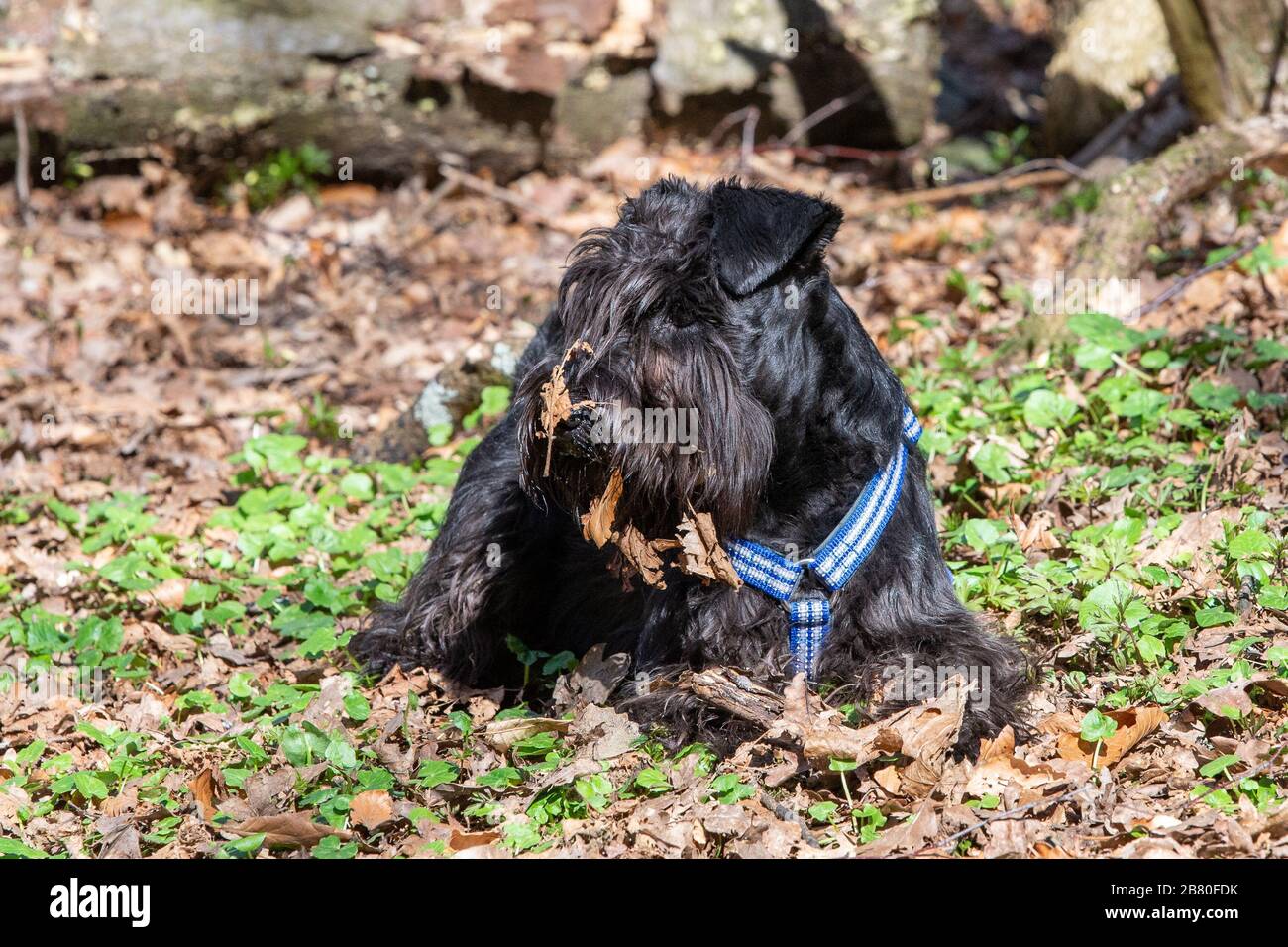 Schwarze niedliche Miniatur Schnauzer in einem Park Stockfoto
