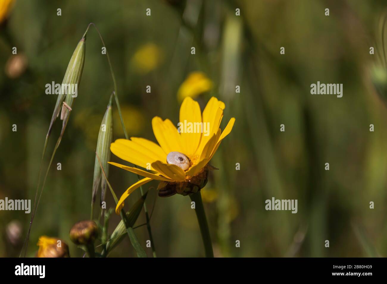 Schnecke, die im Inneren einer gelben Blume dicht oben auf einem verschwommenen grünen Hintergrund liegt Stockfoto