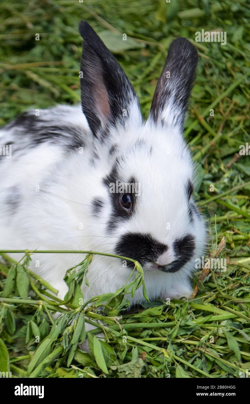 Süßes Häschen mit flauschigen Haaren. Schwarz-weißes Kaninchen сlose oben. Stockfoto