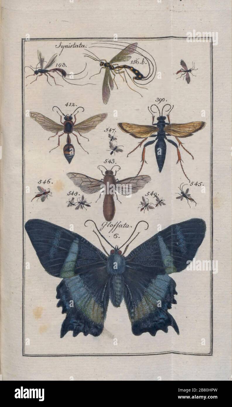Insekten, Motten und Schmetterlinge aus einem lateinischen Entomologiebuch von Zschach, Johann Jacob. Gedruckt in Leipzig im Jahre 1788 Stockfoto