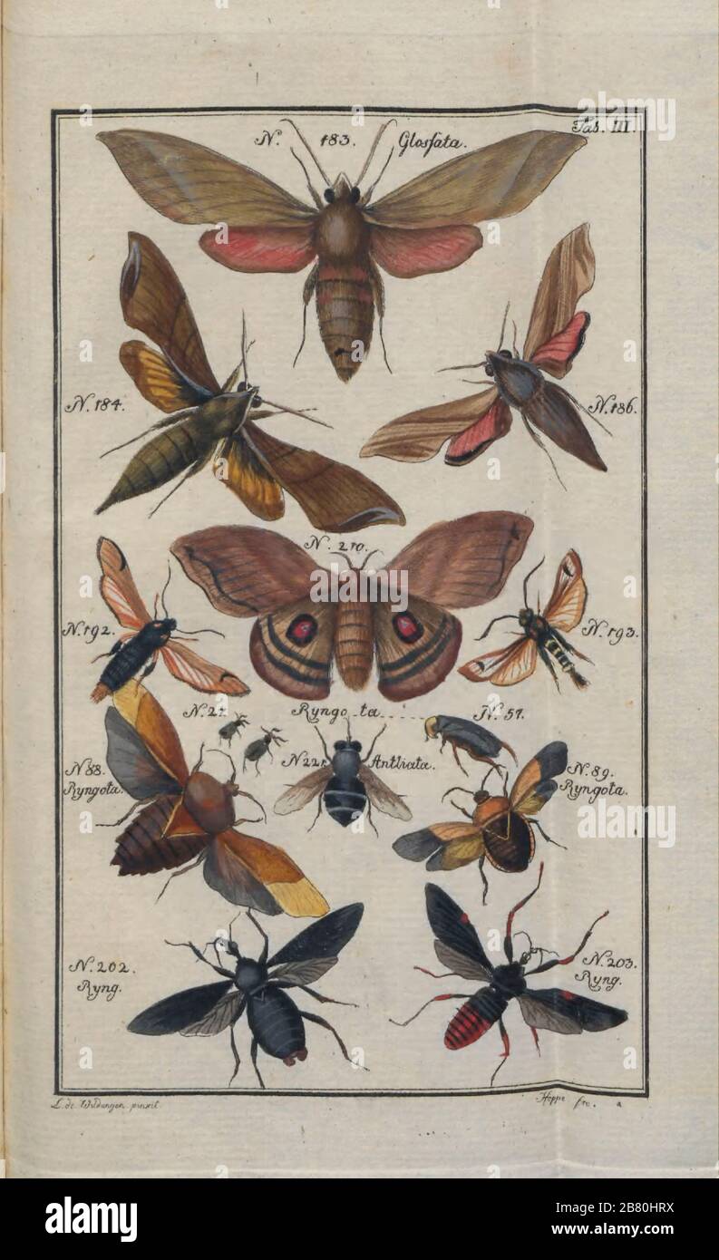 Insekten, Motten und Schmetterlinge aus einem lateinischen Entomologiebuch von Zschach, Johann Jacob. Gedruckt in Leipzig im Jahre 1788 Stockfoto