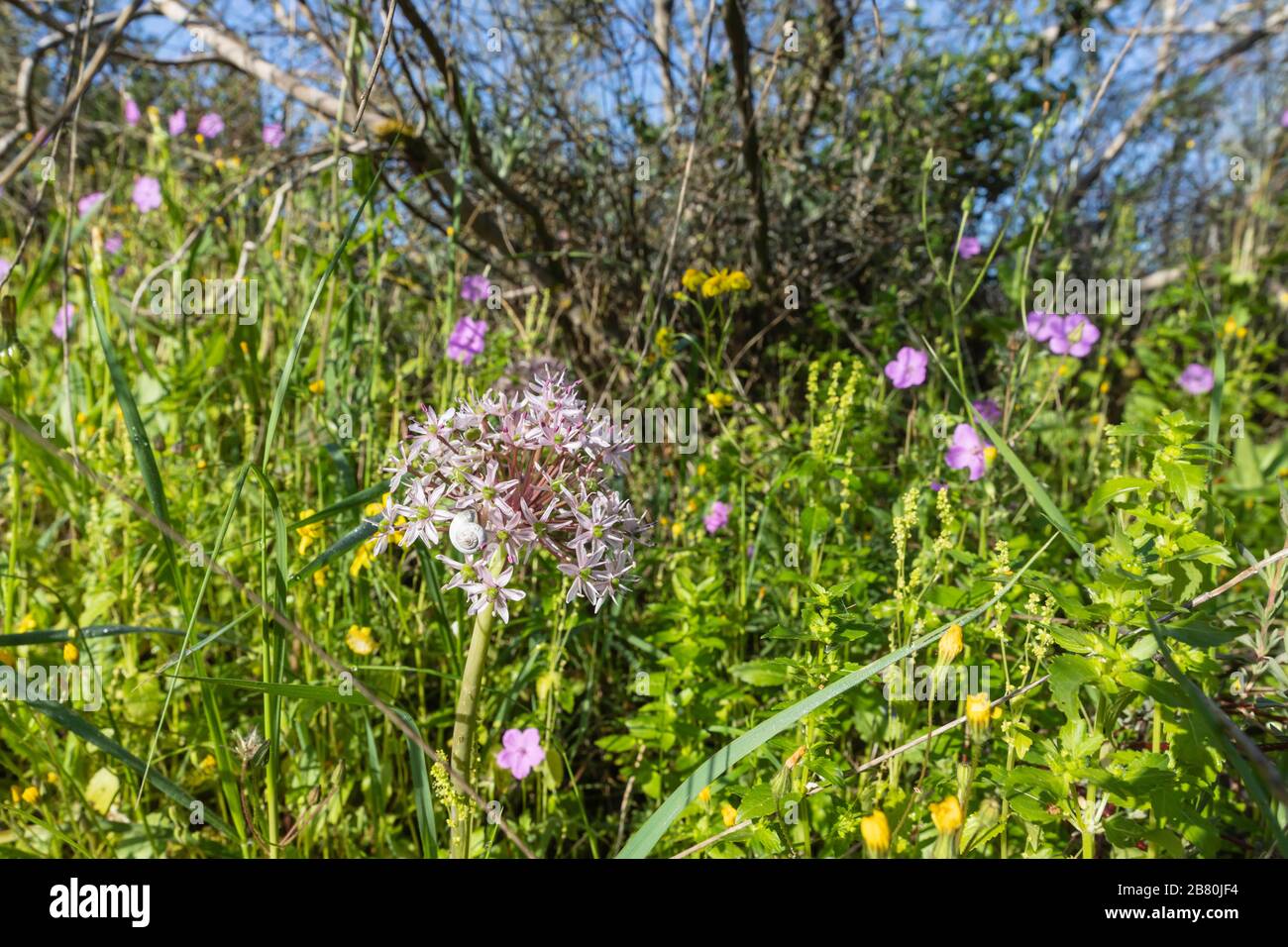 Allium Blumenkopf mit Taupunkeln an den Kronblättern und einer Schnecke in einer blühenden Wiese Stockfoto