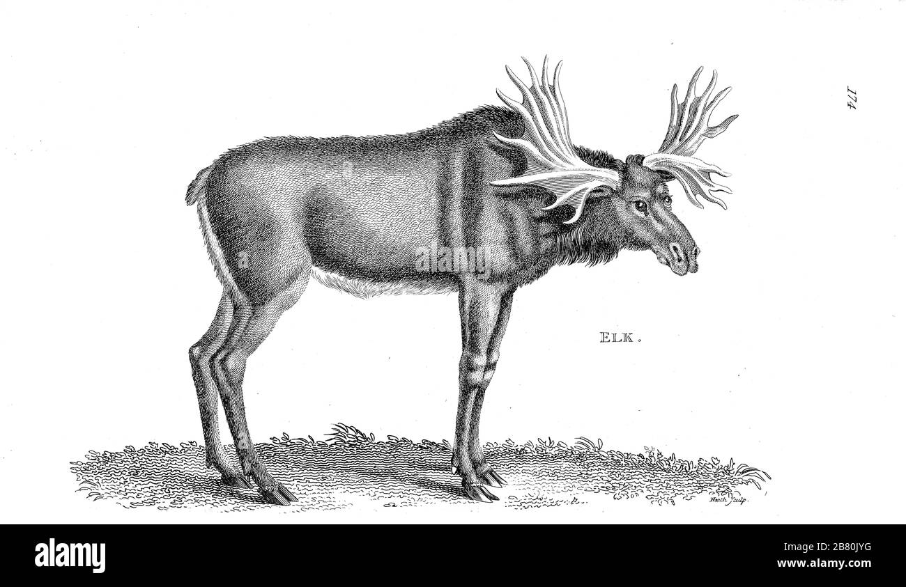 Elk aus der allgemeinen Zoologie, oder, Systematische Naturgeschichte Vol II Teil 2 Mammalia, von Shaw, George, 1751-1813; Stephens, James Francis, 1792-1853; Heath, Charles, 1785-1848, Graveur; Griffith, Mrs., Graveur; Chappelow. Copperplate Gedruckt 1801 in London von G. Kearsley Stockfoto