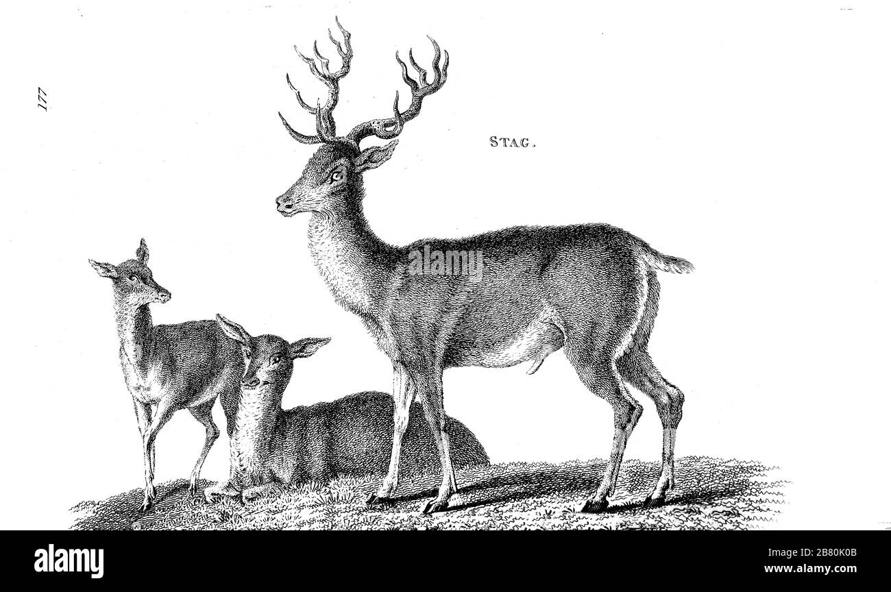 Stag aus der allgemeinen Zoologie, oder, Systematische Naturgeschichte Vol II Teil 2 Mammalia, von Shaw, George, 1751-1813; Stephens, James Francis, 1792-1853; Heath, Charles, 1785-1848, Graveur; Griffith, Mrs., Graveur; Chappelow. Copperplate Gedruckt 1801 in London von G. Kearsley Stockfoto