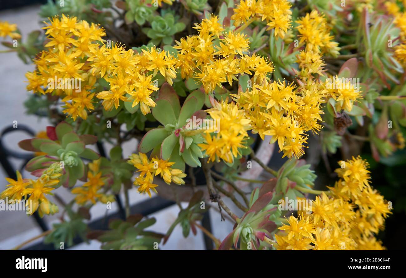 Schöne gelbe Blume im Garten Stockfoto