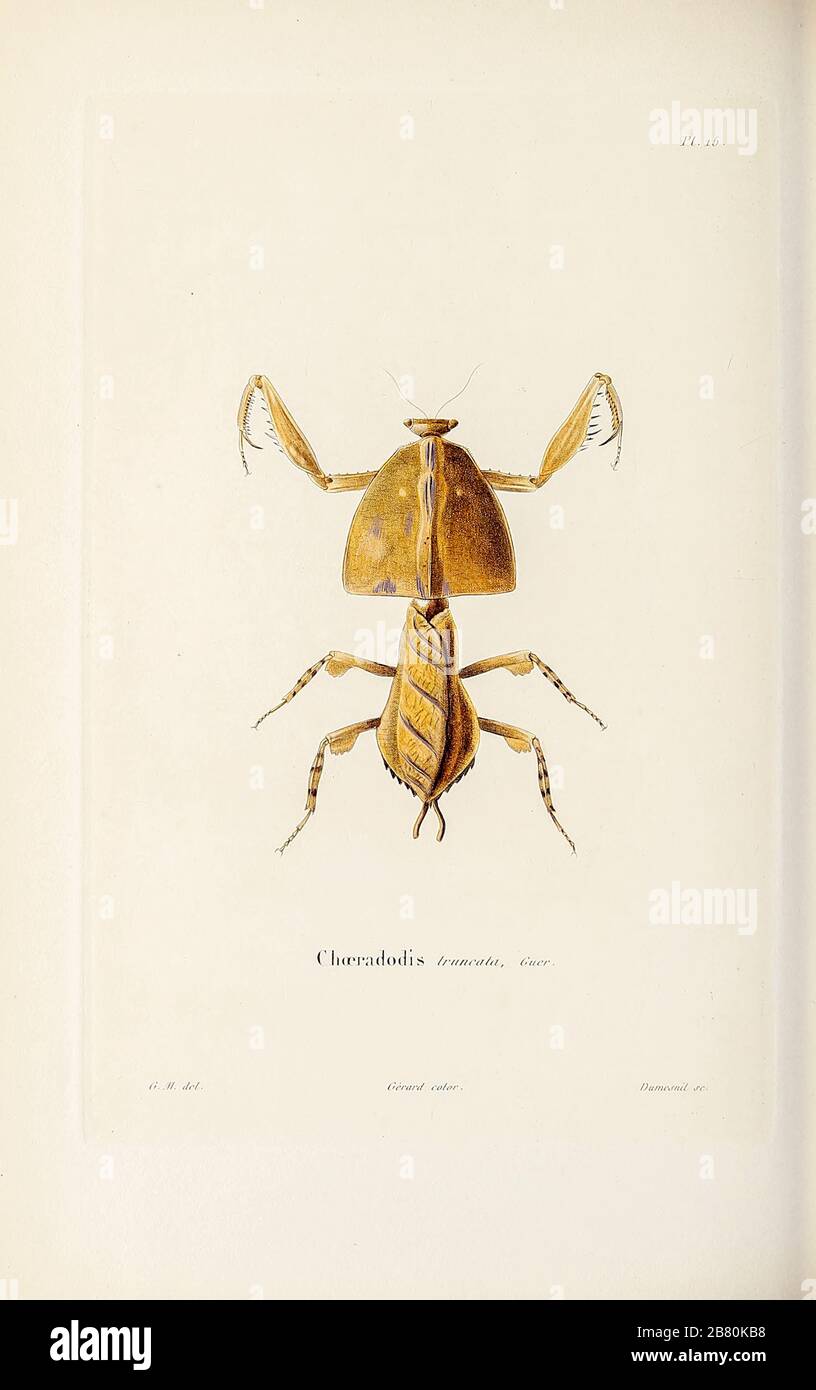 Insekten, Motten und Schmetterlinge von Souvenirs d'un voyage dans l'inde exécuté de 1834 à (EINE Reise nach Indien) von Delessert, Adolphe, veröffentlicht in Paris im Jahr 1843 Stockfoto