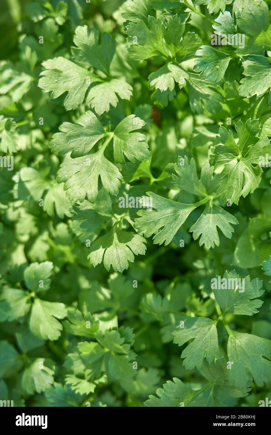 Frische und organische Petersilie im Garten Stockfoto