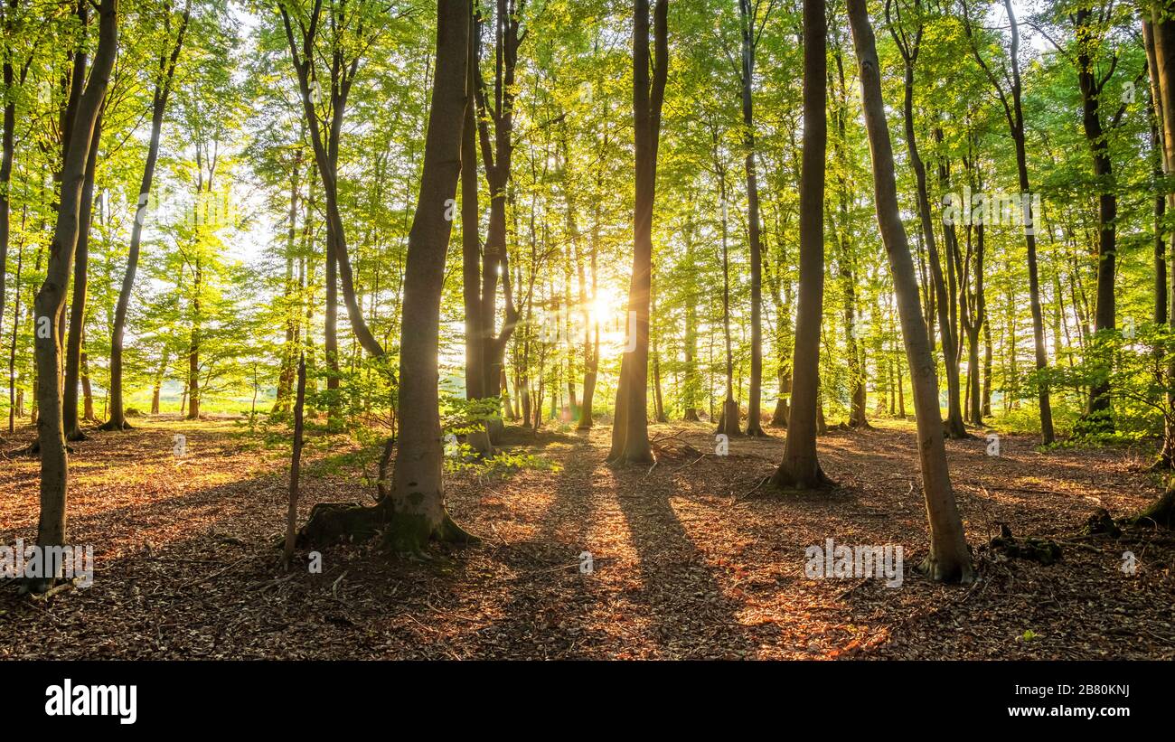 Schöner Sonnenuntergang zwischen Bäumen, Wald in der Lülebburger Heide, Norddeutschland. Schöner Sonnenuntergang zwischen zwei Bäumen, Wald in der Lülebburger Heide, Stockfoto