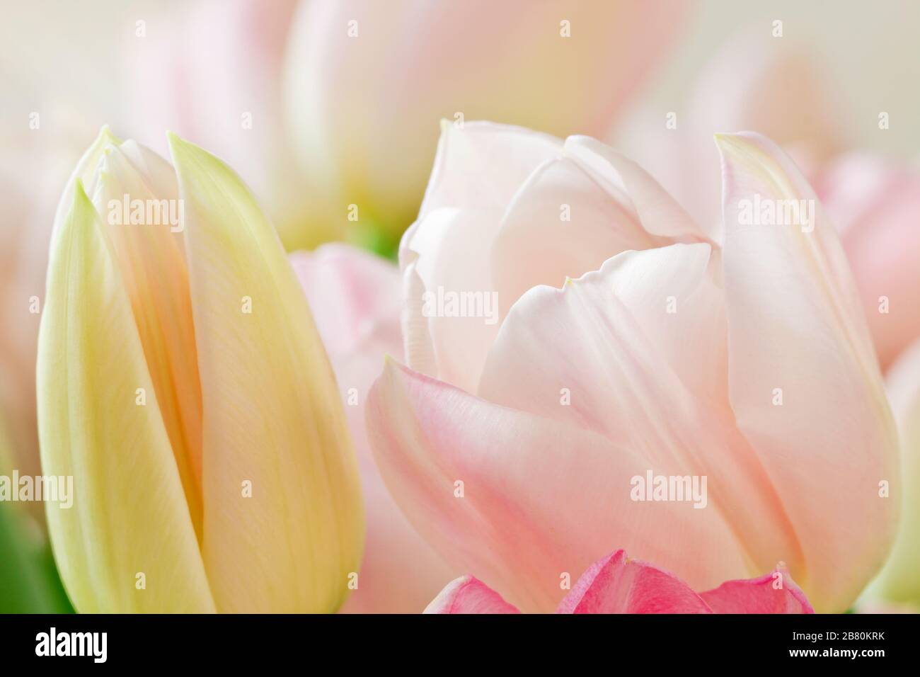 Schöne Tulpen in romantischen Farben. Wunderschlöche Tulpen im romantik Farben. Stockfoto