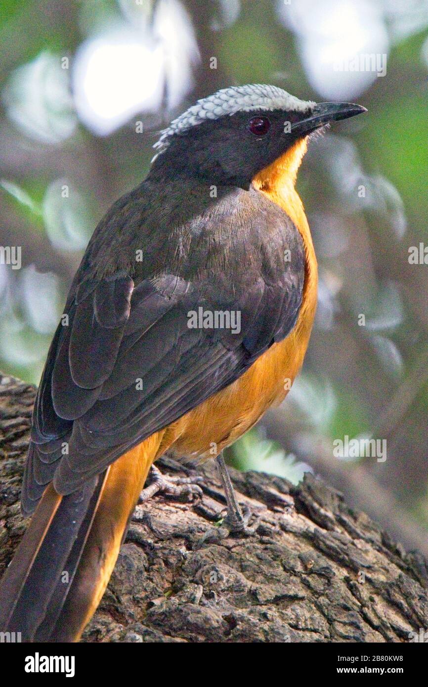 Robin Chat mit weißer Krone (Cossypha albicapiila), Erwachsene, Georgetown, Gambia. Stockfoto