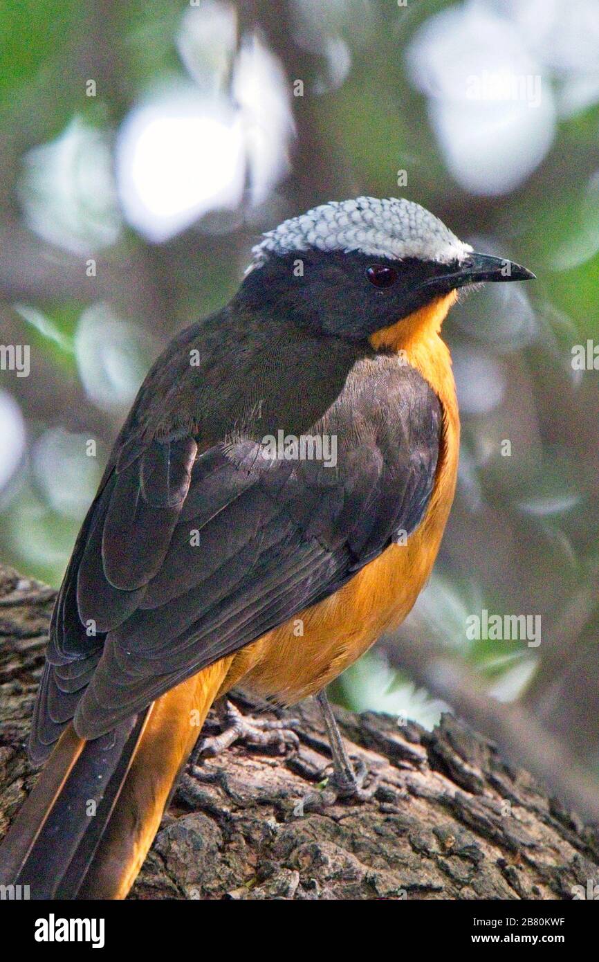 Robin Chat mit weißer Krone (Cossypha albicapiila), Erwachsene, Georgetown, Gambia. Stockfoto