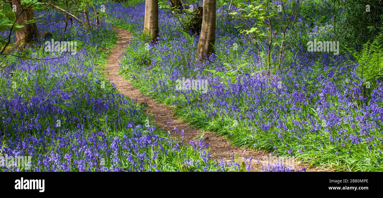 Ein Weg durch die Bleubells in Wharfe Woods bei Ilkley, West Yorkshire Stockfoto