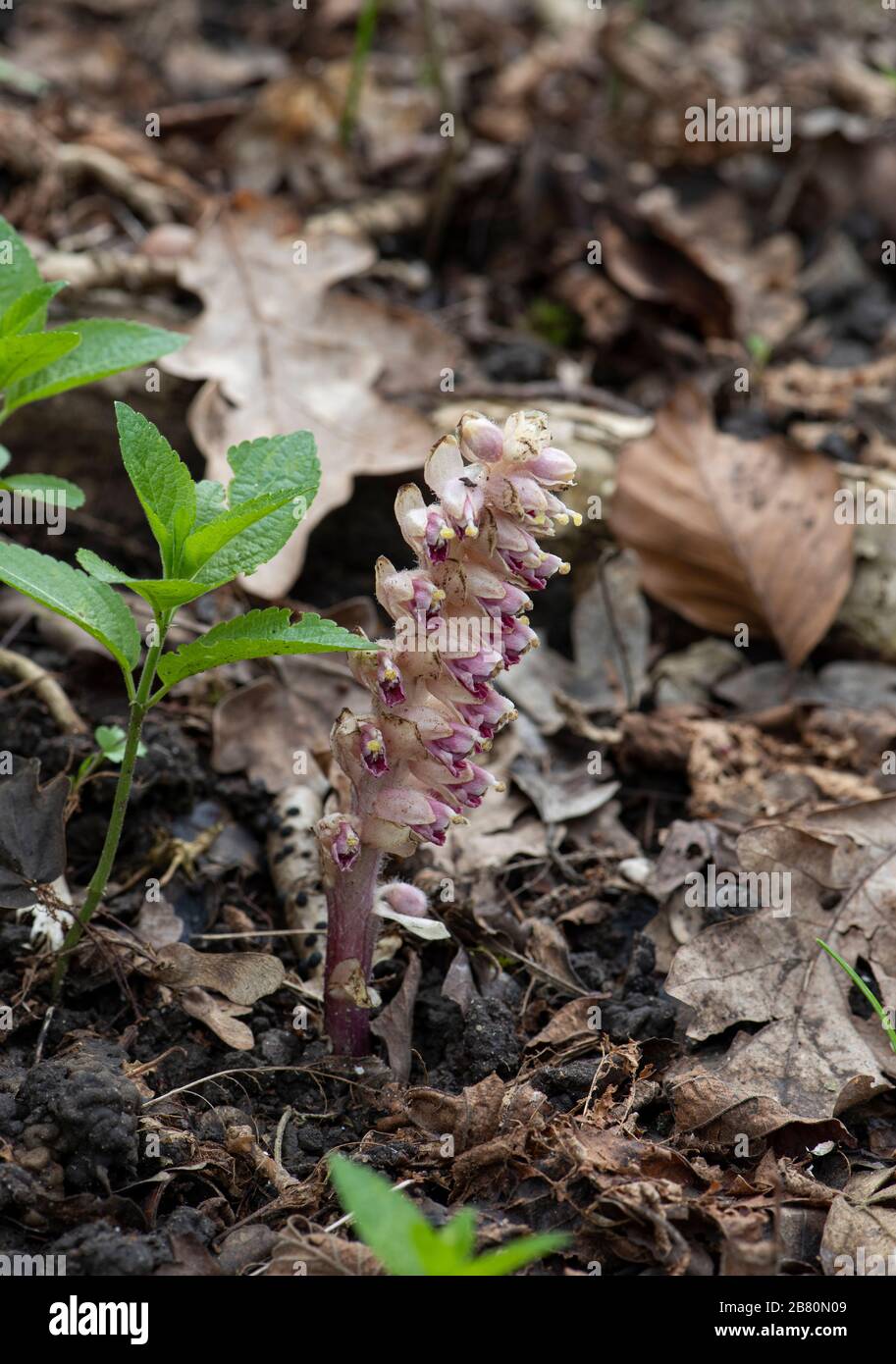 Zahnwort: Lathraea clandestina Parasitär an Hazelwurzeln. Surrey, Großbritannien. Stockfoto