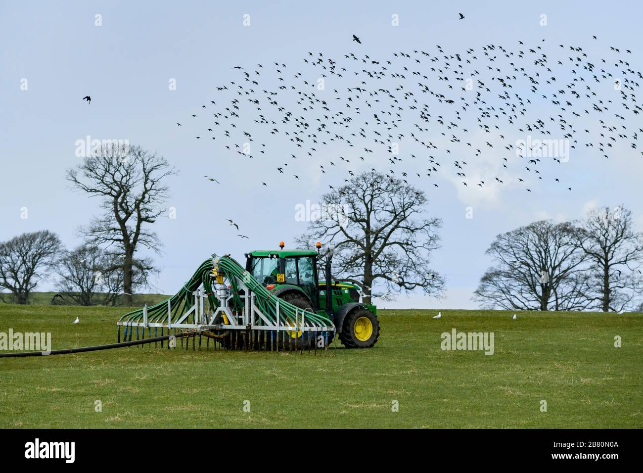 Farmer beschäftigt sich mit der Arbeit auf der Farm und fährt mit Traktor auf Ackerland Weidefeld und verbreitet Gülle mit Schleppschläuchen (Vögel fliegen) - Yorkshire, England, Großbritannien. Stockfoto