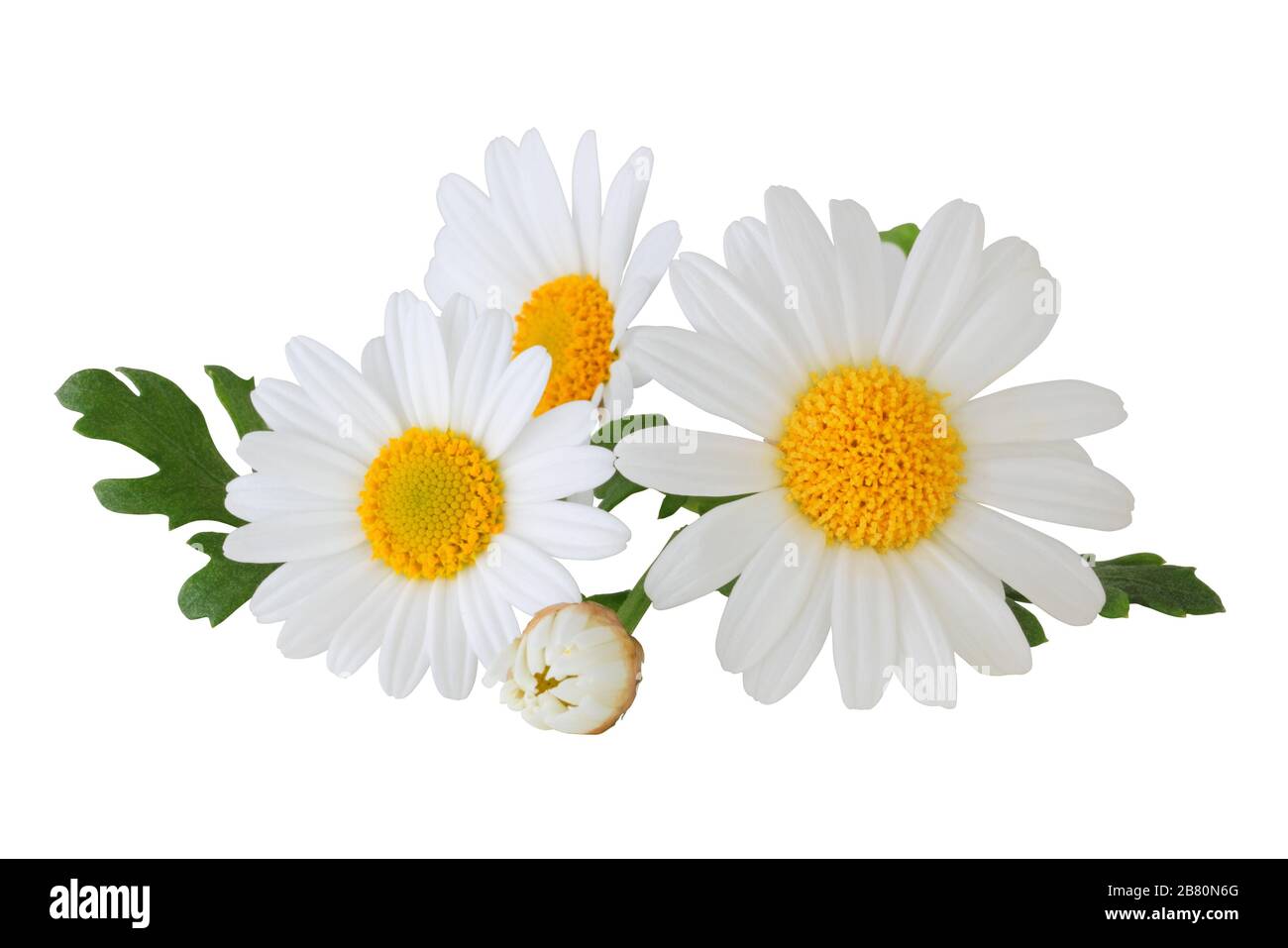 Schöne Daisies (Marguerite) isoliert auf weißem Hintergrund. Deutschland Stockfoto