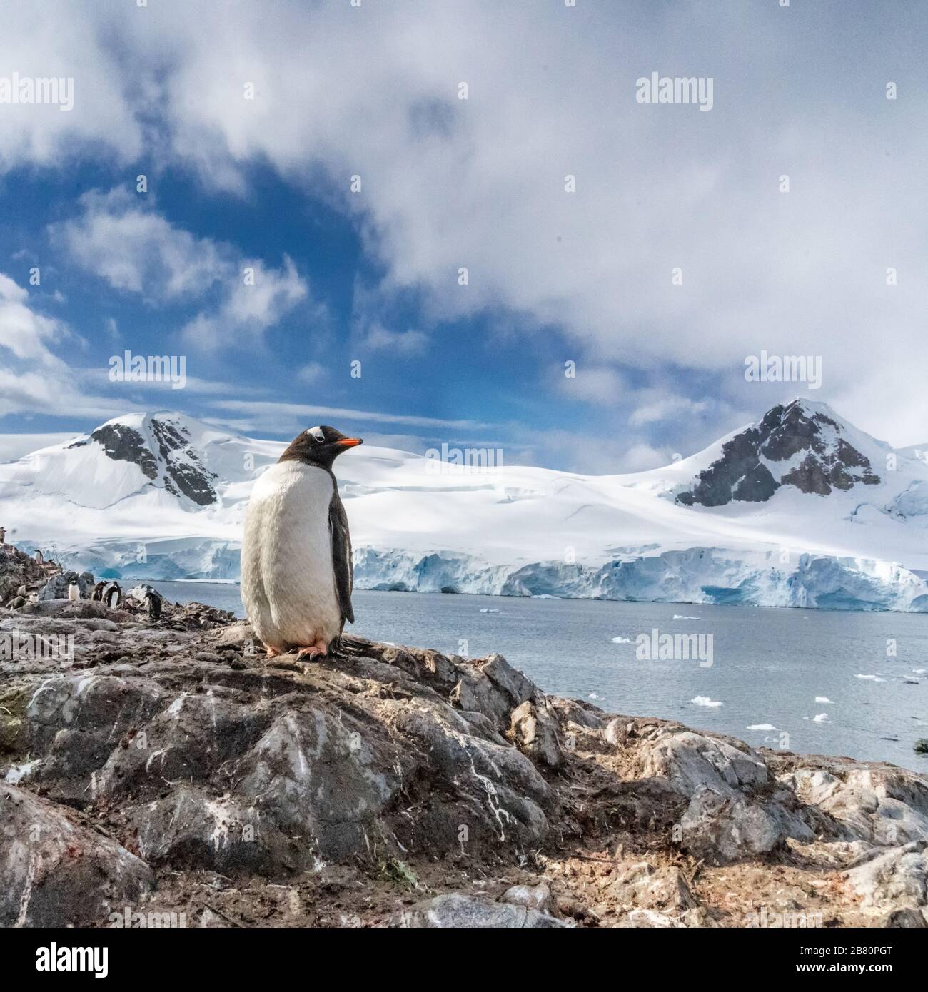 Pinguine in der Antarktis. Port Lockroy. Stockfoto