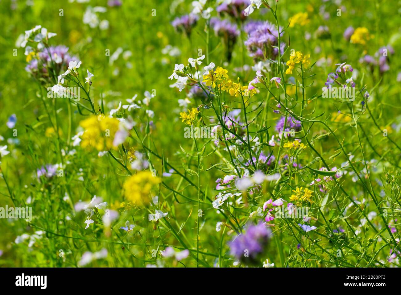 Naturwiese in der Heide, Deutschland, Foto mit Hintergrundbeleuchtung Stockfoto