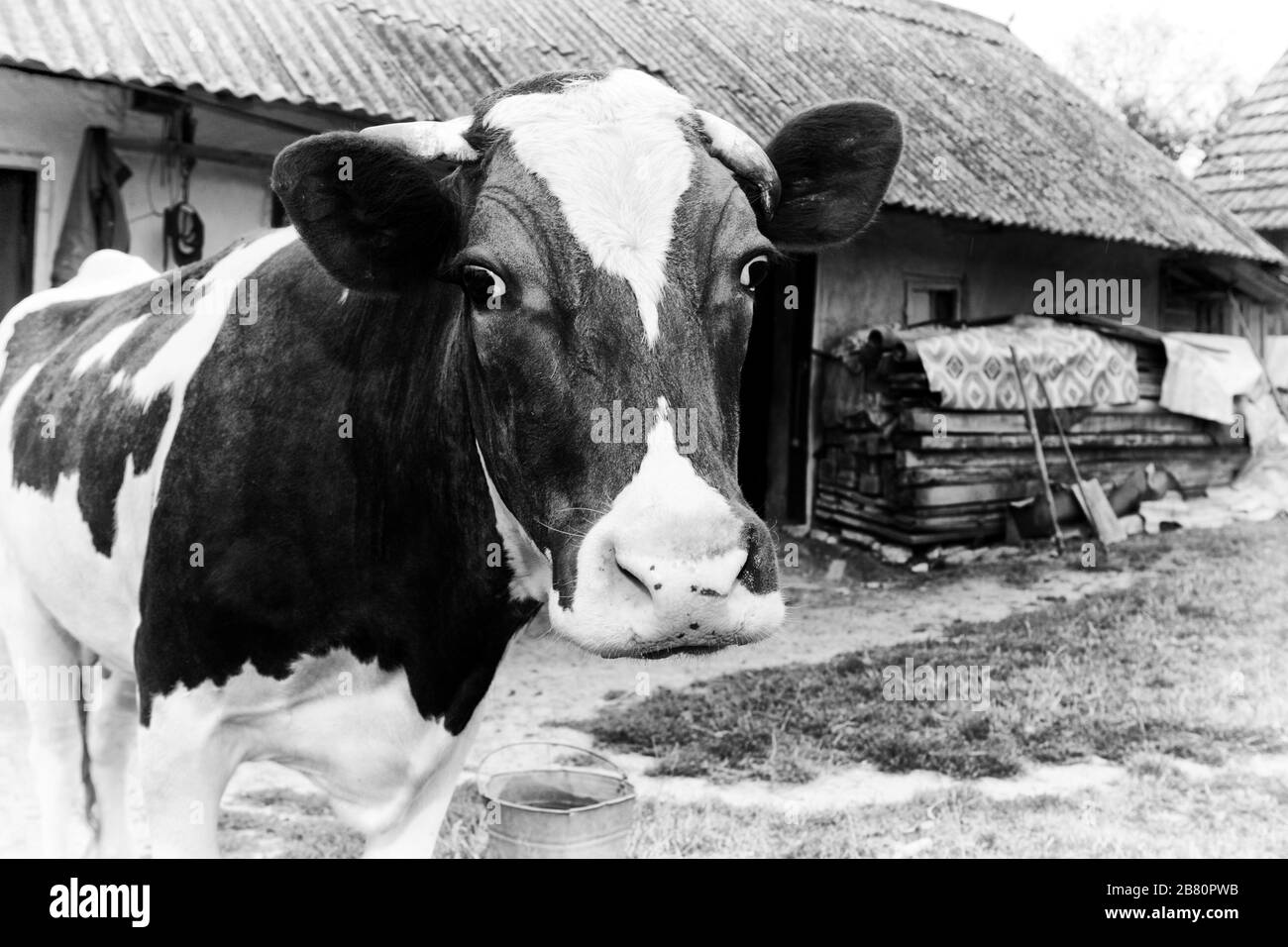 Schwarz-Weiß-Foto auf dem Hintergrund einer Kuhfarm. Stockfoto