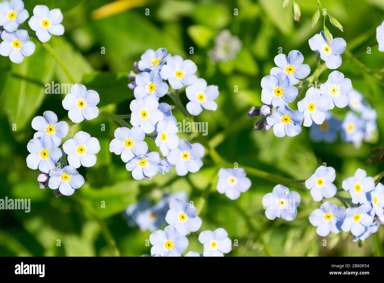Schöne kleine Blumen. Die Kronblätter sind hellblau, im Gegensatz zum leuchtend gelben der Mitte der Blüte Stockfotografie