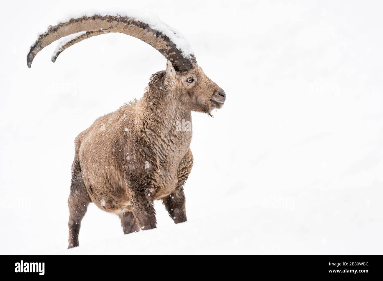 Der König der Alpen Berge auf weißem Hintergrund (Capra Ibex) Stockfoto