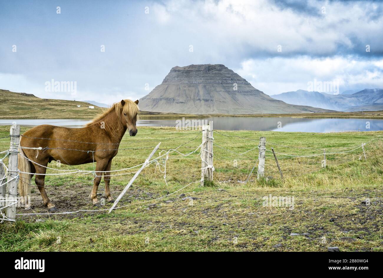 Island Pony vor dem berühmten Kirkufell Berg auf der halbinsel snaefellsness im Westen Islands, Landschaftsfotografie Stockfoto