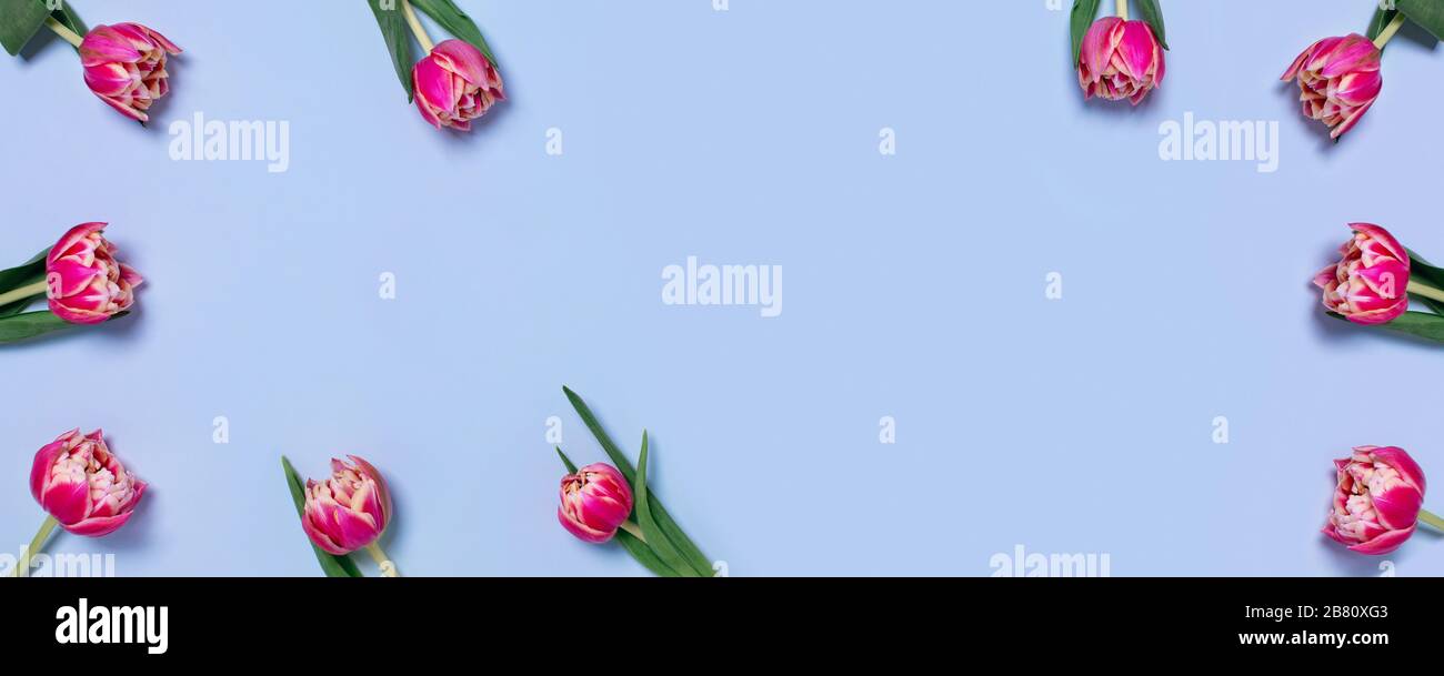 Webbanner mit Tulpen auf blauem Hintergrund und Platz für Ihren Text. Stockfoto