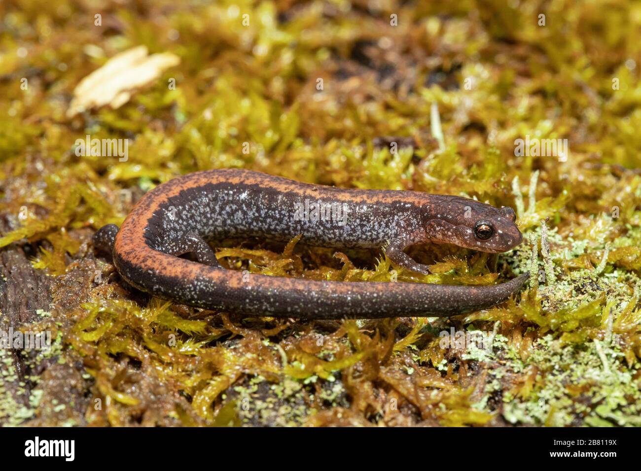 Redback-Salamander - Plethodon cinereus Stockfoto