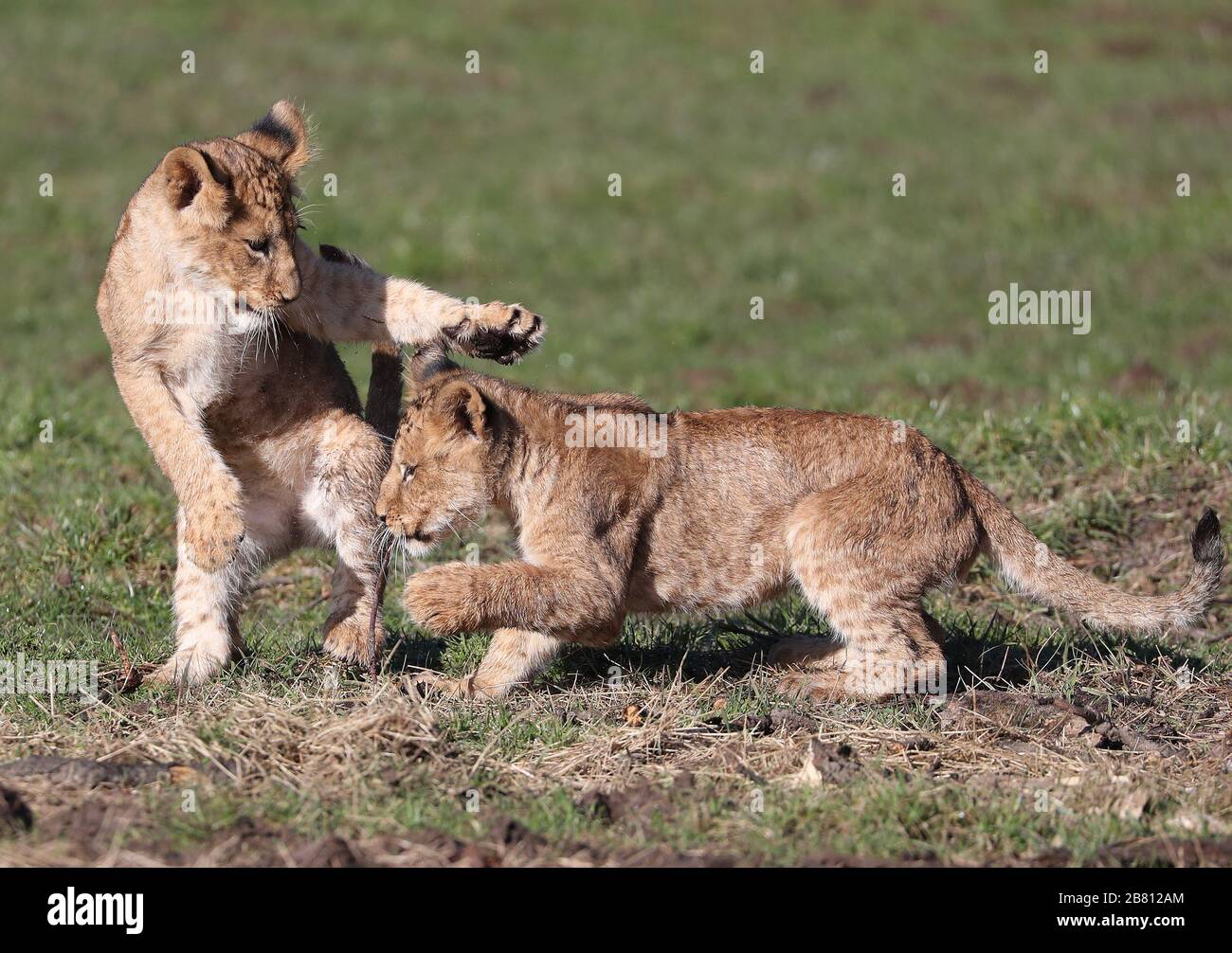 Zwei junge Löwenkuppen spielen den Frühlingssonnen im Blair Drummond Safari Park in der Nähe von Stirling. Die Jungtiere, die ihre Immunisierungen abgeschlossen und dem Rest des Stolzes vorgestellt wurden, erhielten letzten Woche vollen Zugang zum großen Löwe-Lebensraum im Drive-Thru-Reservat im Park. Die beiden weiblichen Löwenkuppen wurden am 22. November 2019 an Mom Libby und Dad Zulu geboren. Sie bringen den ganzen Stolz auf den Safari Park auf neun. Stockfoto