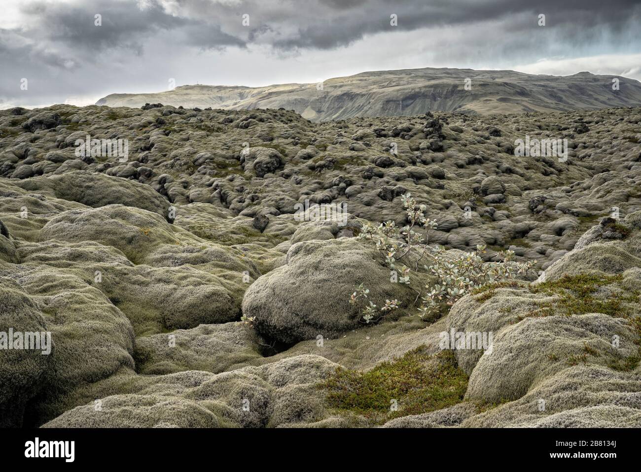 Vulkanische Landschaft und moosbedecktes Lavafeld in Island Stockfoto