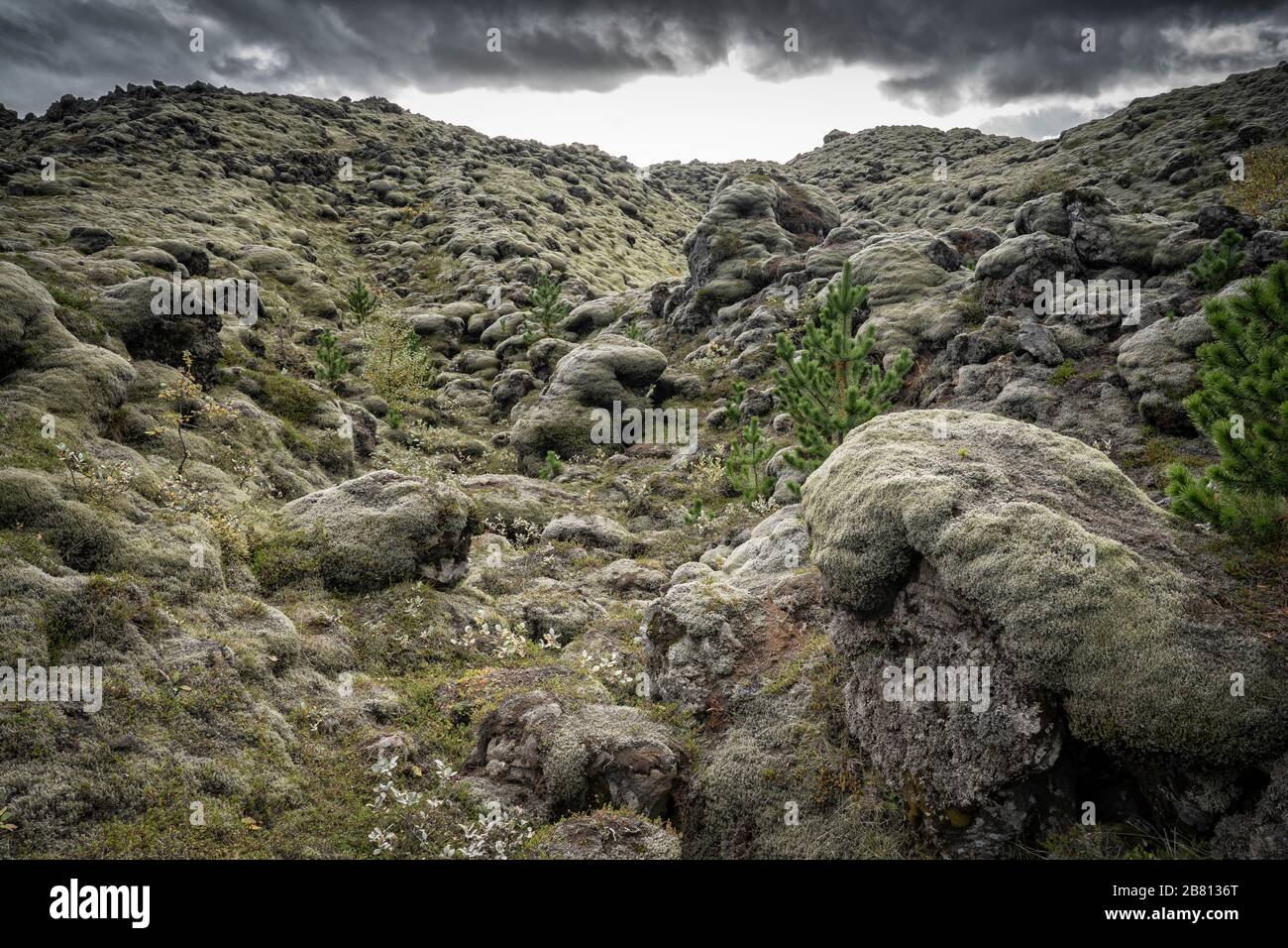 Vulkanische Landschaft und moosbedecktes Lavafeld in Island Stockfoto