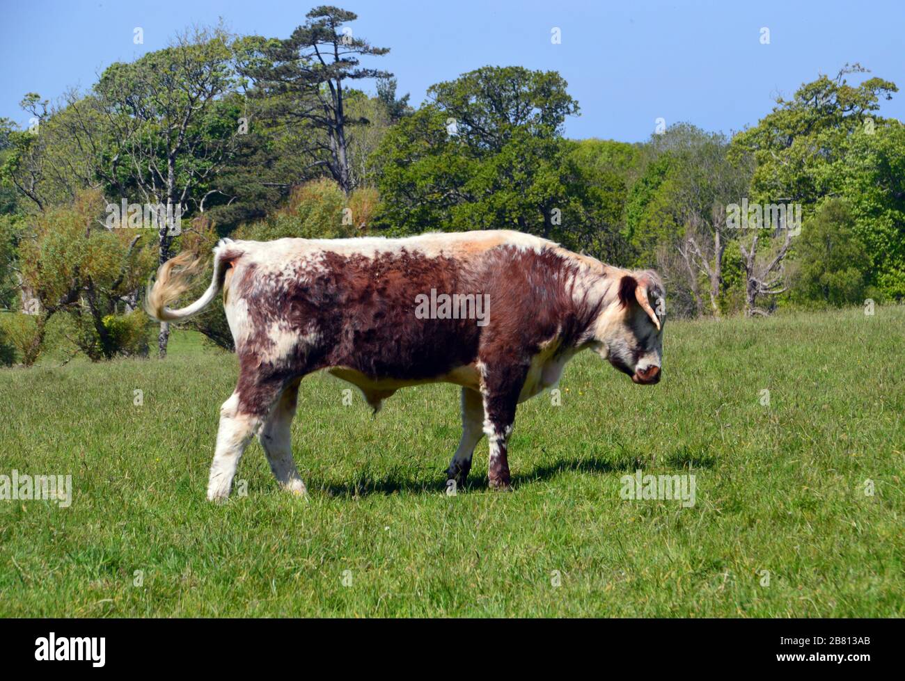 Young Longhorn Bull im Clovelly Court Manor House in der Nähe des Fischerdorfs Clovelly am South West Coast Path, North Devon. England, Großbritannien. Stockfoto