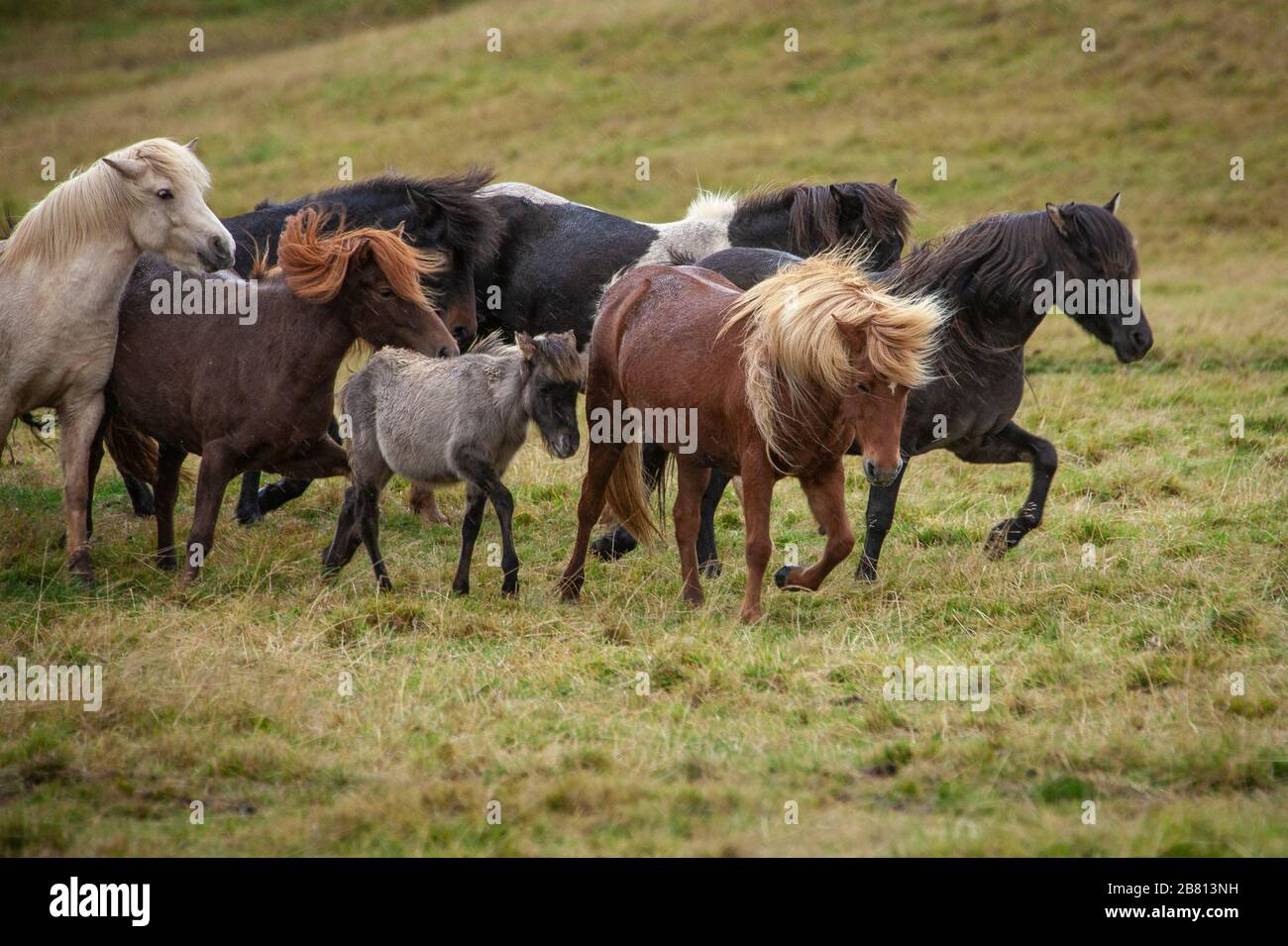 Flock of Island Ponys mit fliegender Mähne auf einer Weide in Nordisland Stockfoto