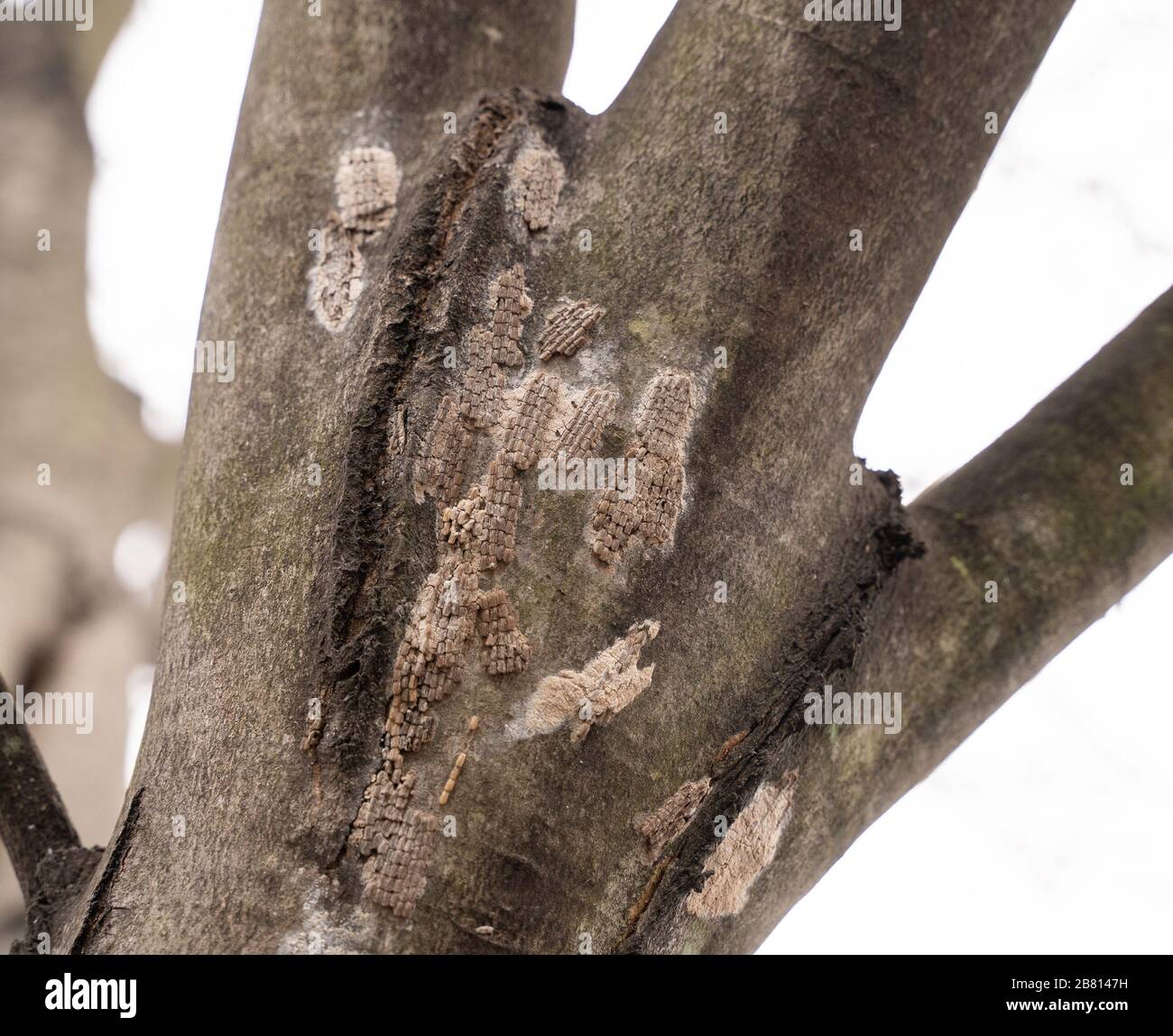 So sehen gefleckte Langfliegeneier im Frühjahr aus. Sie sollten vor dem Schlüpfen von Bäumen abgeschabt werden. Stockfoto