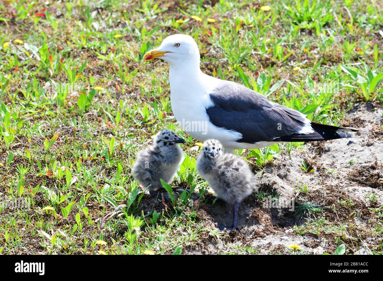 Möwe mit zwei Küken im Hafen von Rotterdam, Niederlande Stockfoto