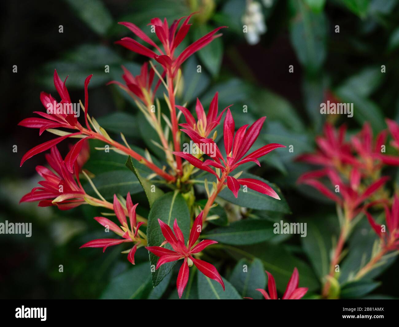 Pieris Waldflamme Stockfotos Und Bilder Kaufen Alamy