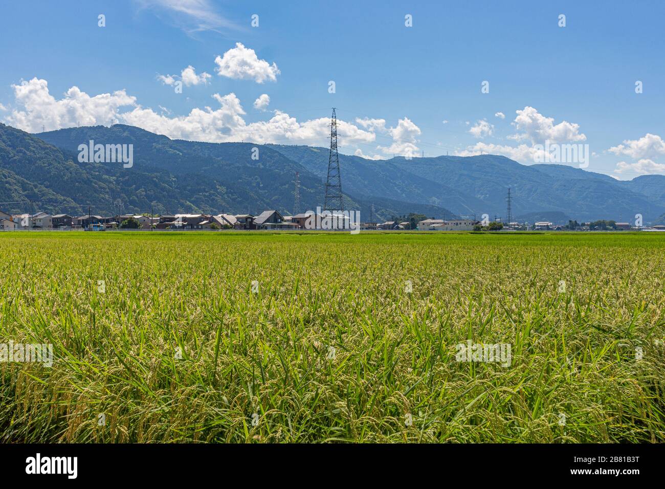 Sommerblick auf das Land Reisfeld, bereit für die Ernte, mit Pylon, Bauernhäusern und Bergen im Hintergrund. Kanazawa, Präfektur Ishikawa, Stockfoto
