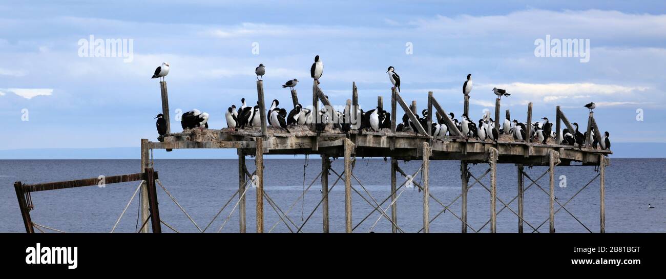 Nistkolonie der kaiserlichen Kormorane an einem alten Steg, Straße von Magellan, Pazifischer Ozean, Punta Arenas Stadt, Patagonien, Chile Stockfoto