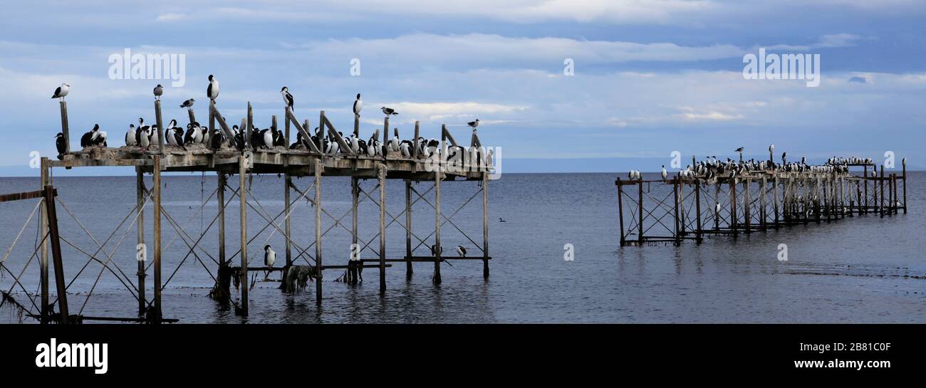 Nistkolonie der kaiserlichen Kormorane an einem alten Steg, Straße von Magellan, Pazifischer Ozean, Punta Arenas Stadt, Patagonien, Chile Stockfoto