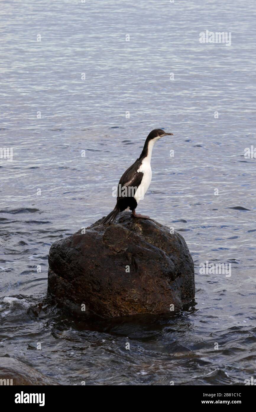 Kaiserliche Kormoranvögel, Magellanstraße, Pazifischer Ozean, Punta Arenas Stadt, Patagonien, Chile Stockfoto
