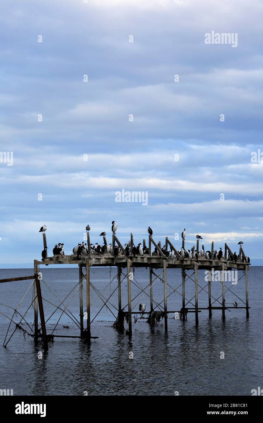 Nistkolonie der kaiserlichen Kormorane an einem alten Steg, Straße von Magellan, Pazifischer Ozean, Punta Arenas Stadt, Patagonien, Chile Stockfoto