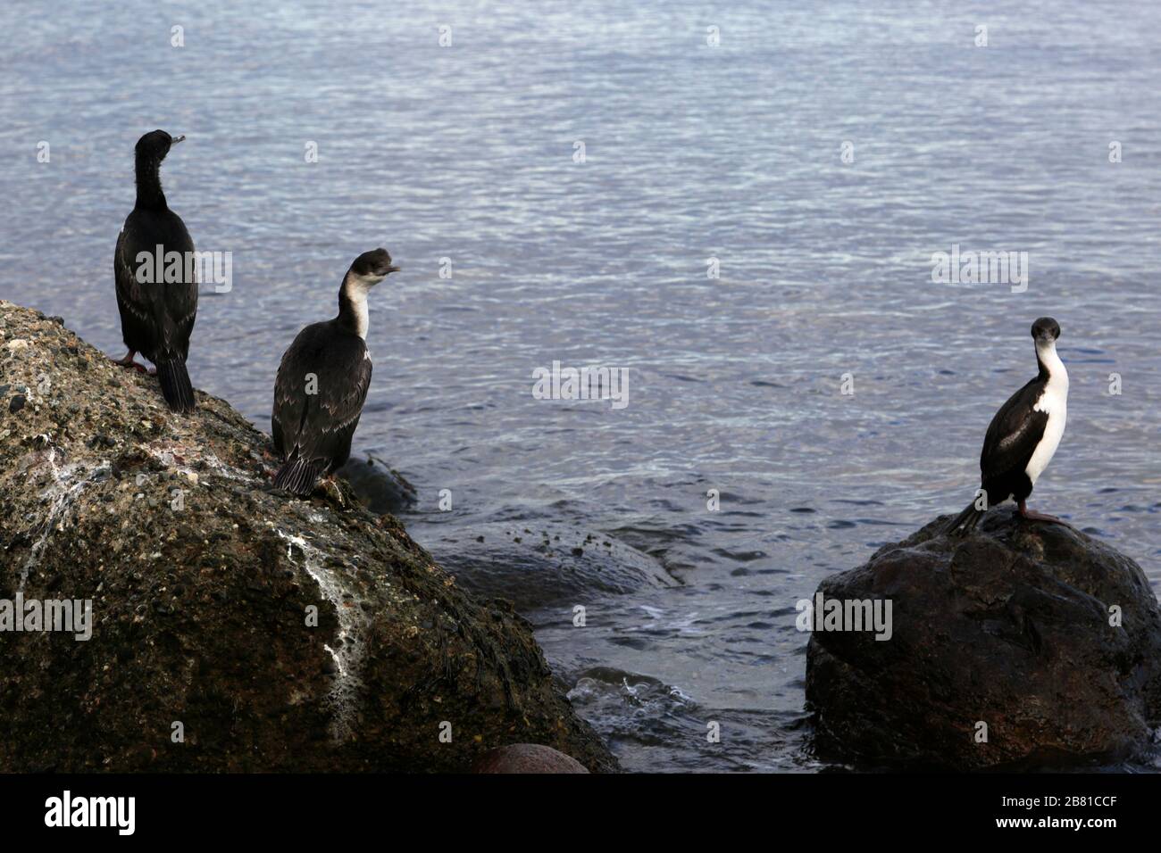 Kaiserliche Kormoranvögel, Magellanstraße, Pazifischer Ozean, Punta Arenas Stadt, Patagonien, Chile Stockfoto