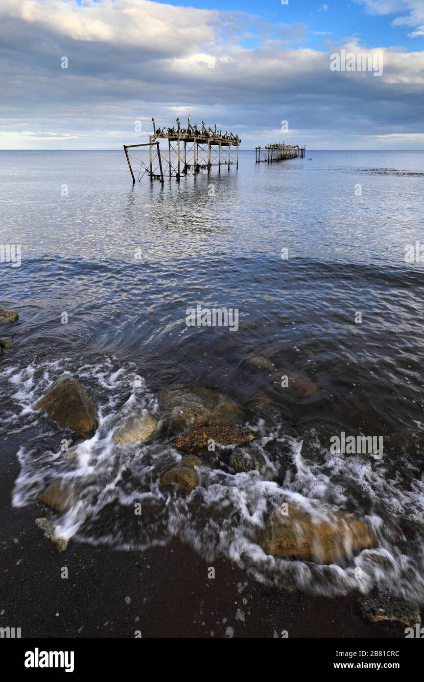 Nistkolonie der kaiserlichen Kormorane an einem alten Steg, Straße von Magellan, Pazifischer Ozean, Punta Arenas Stadt, Patagonien, Chile Stockfoto