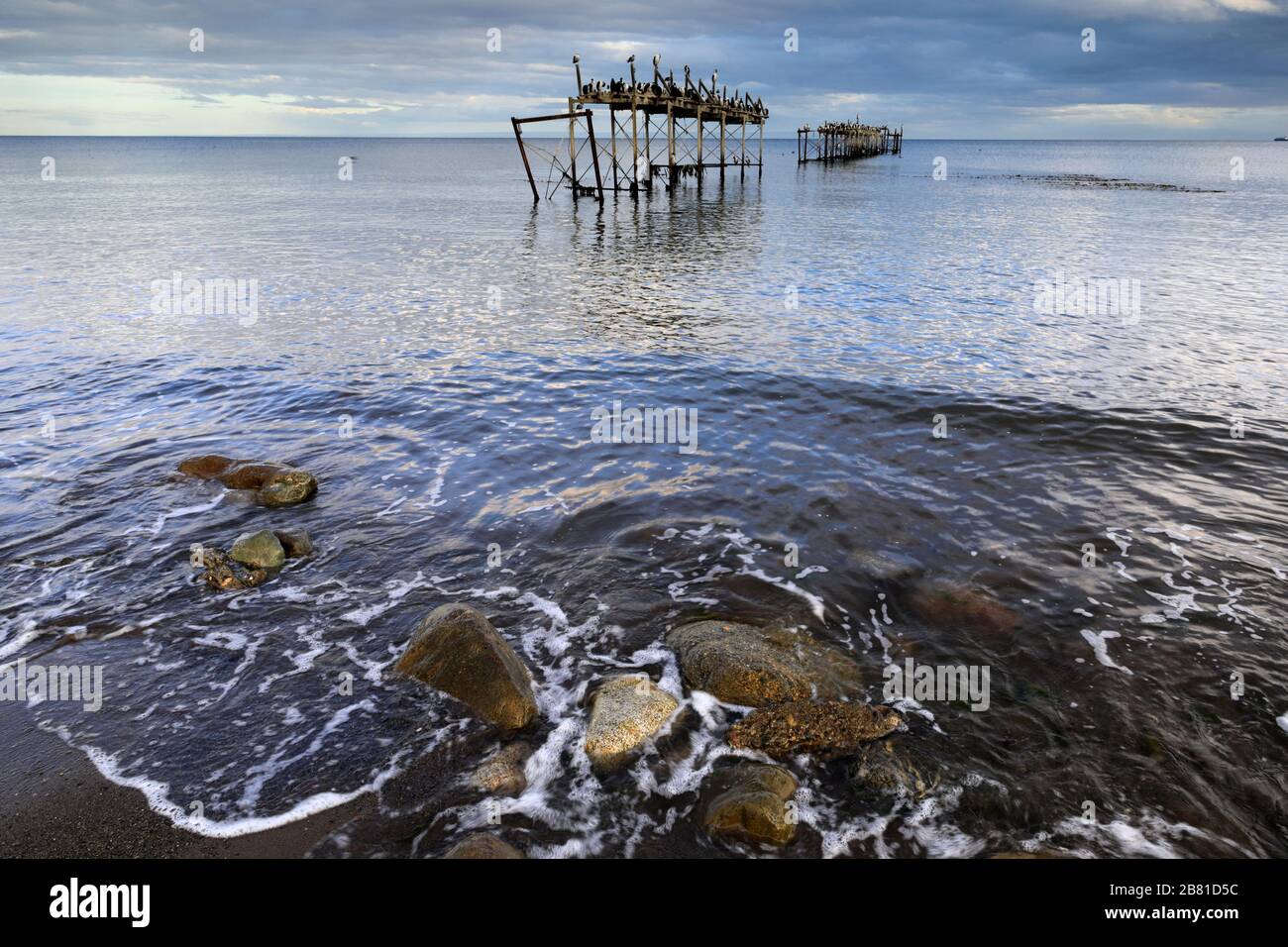 Nistkolonie der kaiserlichen Kormorane an einem alten Steg, Straße von Magellan, Pazifischer Ozean, Punta Arenas Stadt, Patagonien, Chile Stockfoto