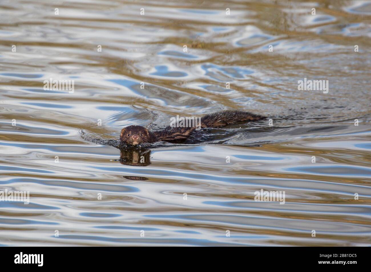 Wild UK Nerz Tier (Neovison Vison) isoliert im Wasser, Schwimmen in Richtung Kamera. Britische Wildtiere mustelige Säugetiere. Stockfoto