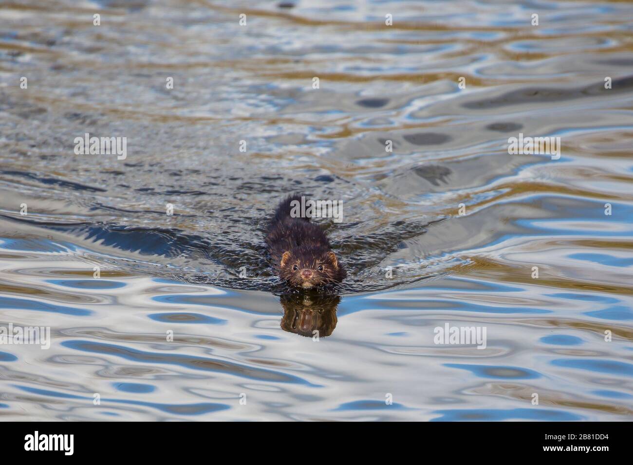 Wild UK Nerz Tier (Neovison Vison) isoliert im Wasser, Schwimmen in Richtung Kamera. Britische Wildtiere mustelige Säugetiere. Stockfoto