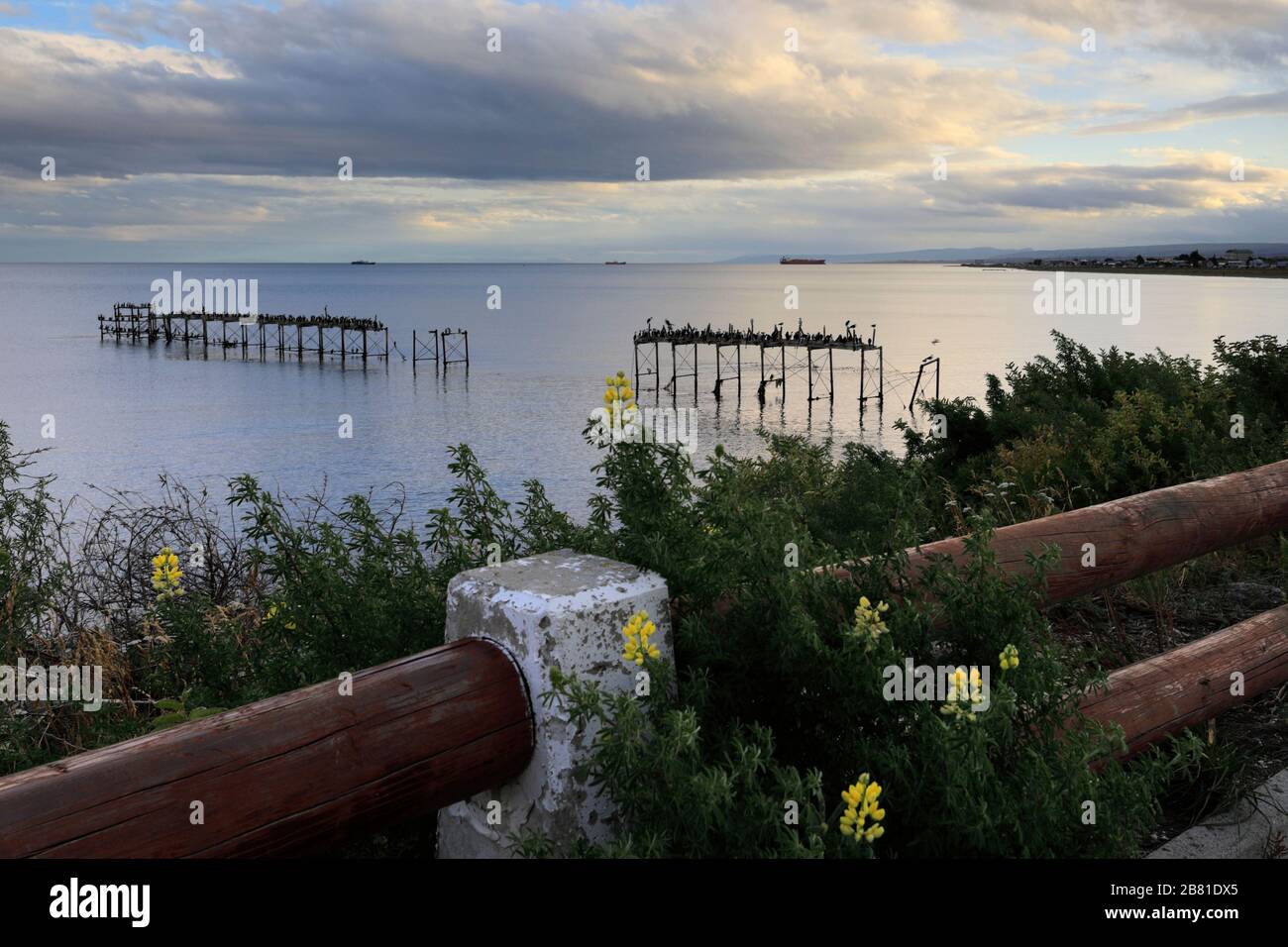 Nistkolonie der kaiserlichen Kormorane an einem alten Steg, Straße von Magellan, Pazifischer Ozean, Punta Arenas Stadt, Patagonien, Chile Stockfoto