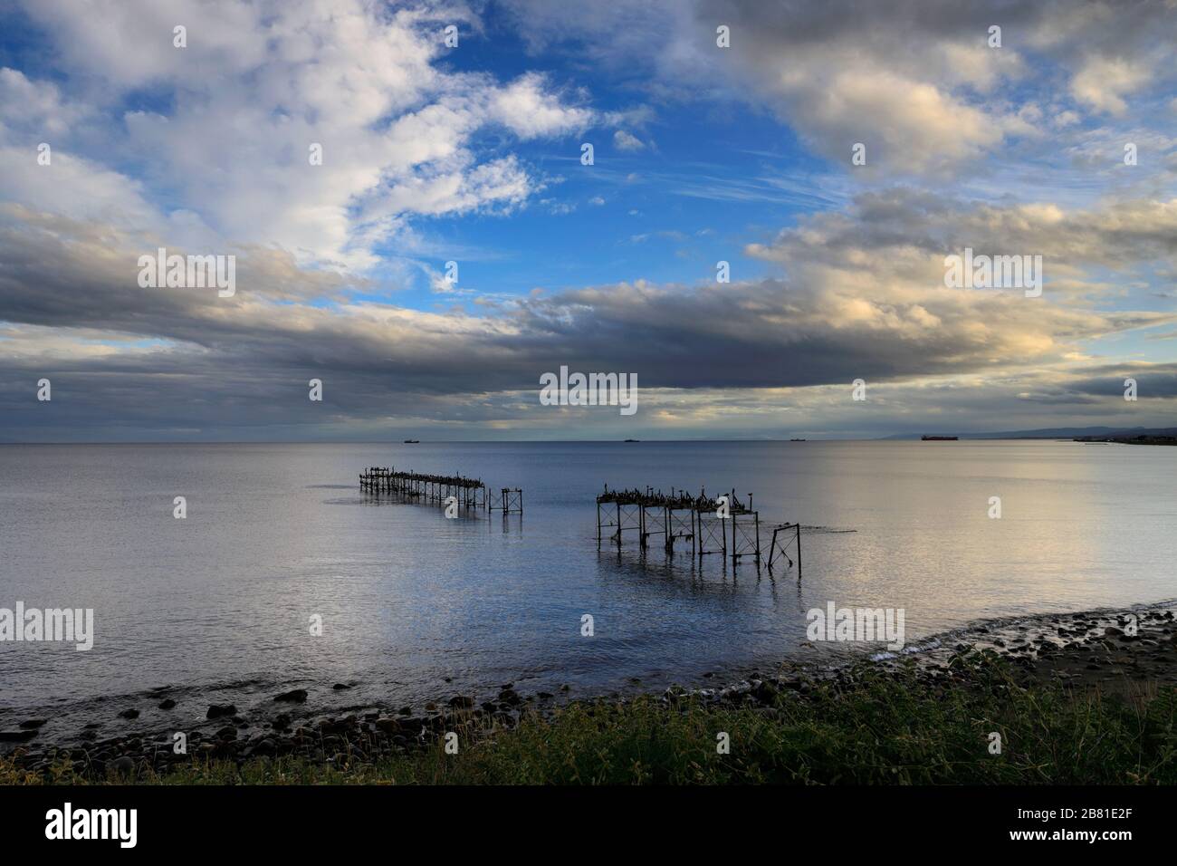 Nistkolonie der kaiserlichen Kormorane an einem alten Steg, Straße von Magellan, Pazifischer Ozean, Punta Arenas Stadt, Patagonien, Chile Stockfoto