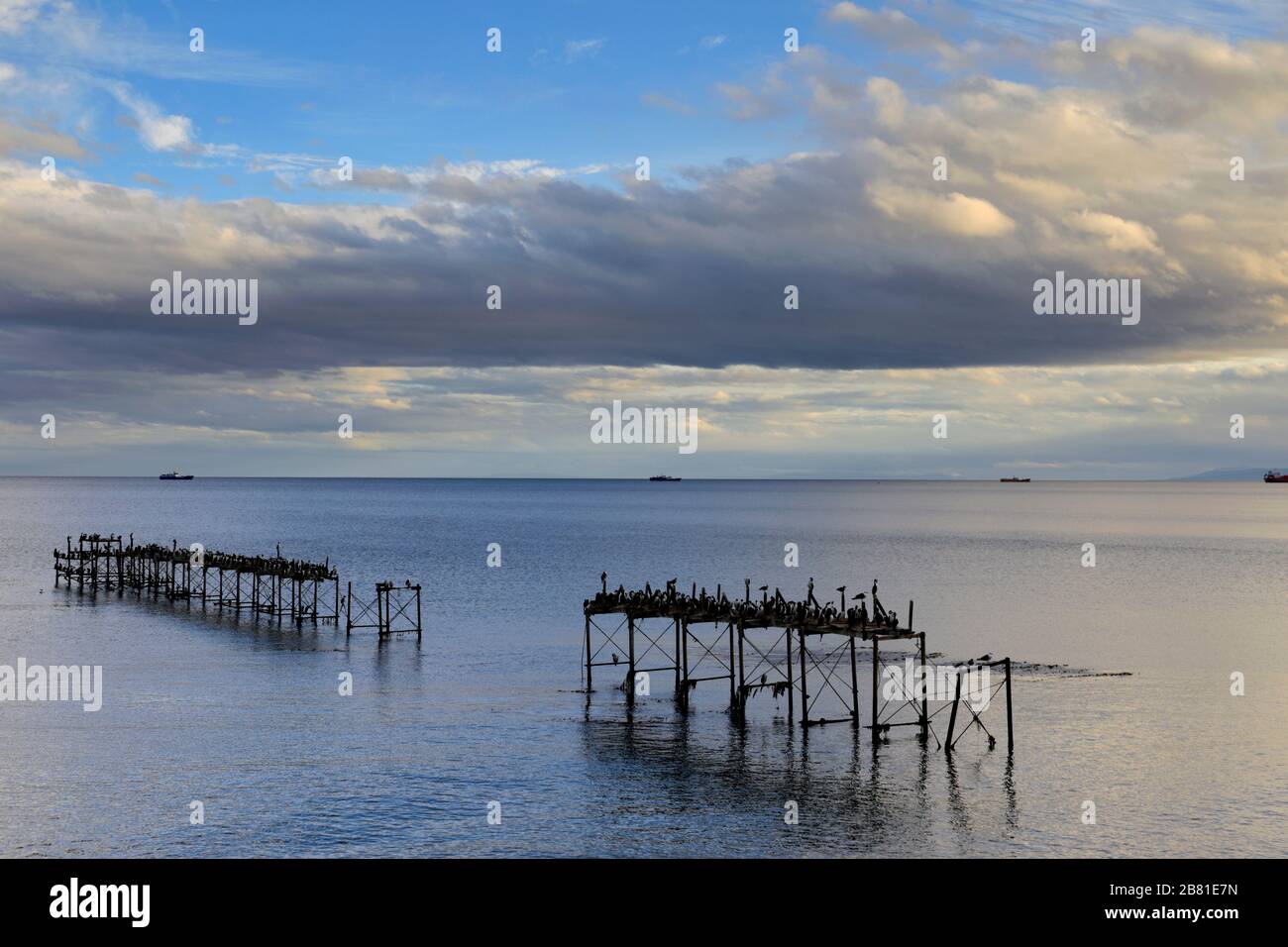 Nistkolonie der kaiserlichen Kormorane an einem alten Steg, Straße von Magellan, Pazifischer Ozean, Punta Arenas Stadt, Patagonien, Chile Stockfoto