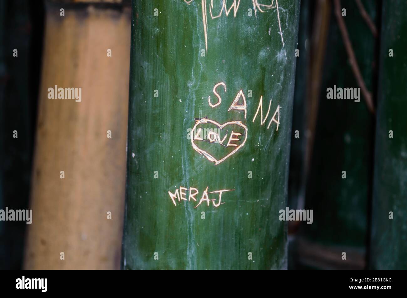 Nahaufnahme von Skripten, die auf Bambusbaum gehauen wurden. Namen und Liebeszeichen sind in Bambuspflanzen eingemeißelte Figuren. Schön Ich liebe Graffiti auf einem Bambus Stockfoto